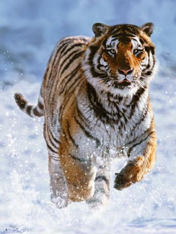 Immagine puzzle Puzzle da 500 Pezzi - Tigre sulla Neve